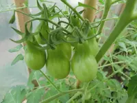 CIMG0716.webp