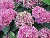 012.webp