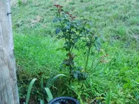 CIMG0778.webp