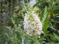 031.webp