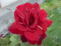 CIMG0755.webp