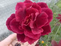 CIMG0756.webp