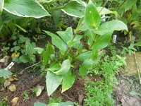 CIMG0732.webp