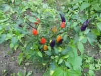 CIMG0754.webp