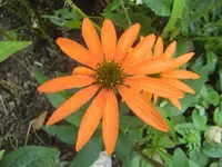 CIMG0727.webp