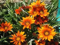 001.webp