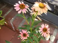 neuer Sonnenhut.webp