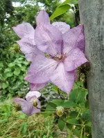 CIMG9541.webp