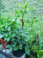 CIMG0776.webp