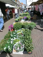 CIMG5262.webp