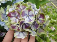 CIMG8777.webp