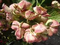 CIMG0337.webp