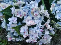 CIMG0768.webp