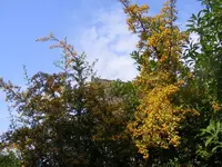Feuerdorn 30.8.2013.webp