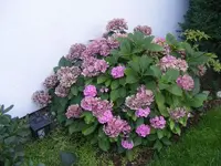 Hortensie 30.8.2013.webp
