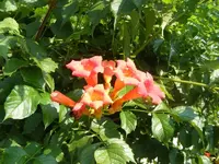 Orange Trompete 30.8.2013.webp