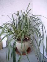30.08.2013-Orchidee.webp
