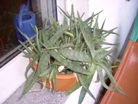 30.08.2013-Aloe.webp