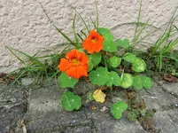 CIMG0618.webp