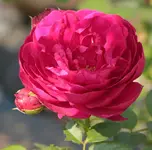 Ascot 130830.webp