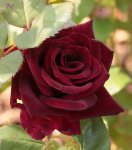 Black Baccara 130830.jpg