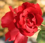Freudentanz 130830.webp
