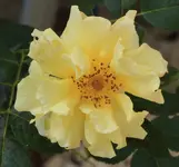 Lichtkoenigin Lucia 130830.webp