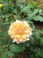 image.webp