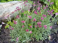 KATZENPFÖTCHEN Antennaria dioica ' Rubra '.webp
