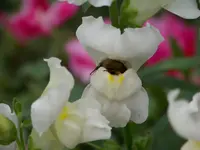 009.webp