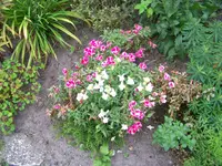 006.webp