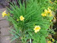 Hemerocallis Stella de Oro.webp