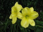 Hemerocallis Green Flutter IMG_7106.JPG