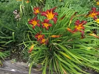 Hemerocallis Resplendent IMG_3318.webp