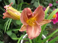 rosa IMG_2614.webp