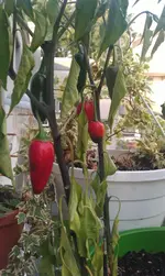 IMAG1660.webp