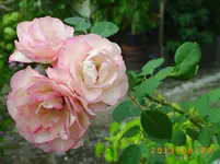 august24 030.webp