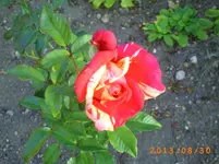 august26 007.webp