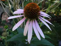 Echinacea.webp