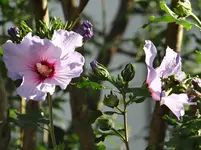 Hibiskus.webp