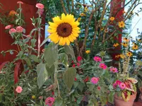 Terrasse.webp