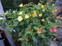 Wunderblume.webp