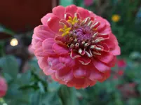 Zinnie.webp
