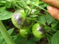 tomate2.webp