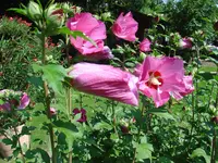 020.webp