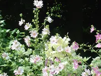 Malven 003.webp