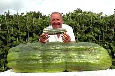phillip-vowles-giant-marrow-746214694-1871555.webp