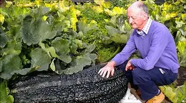 _49040804_giant_marrow_466.webp