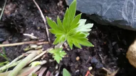 Storchenschnabel Blatt.webp