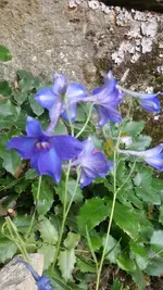 Storchenschnabel Blüte.webp